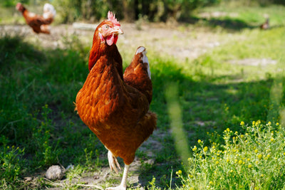 One Water Still Spring Water 12 X 500ml