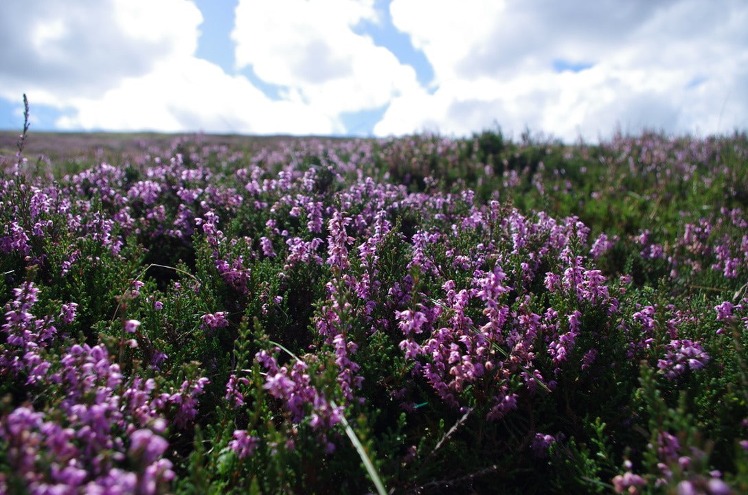 Heather Honey | Soft Set Honey