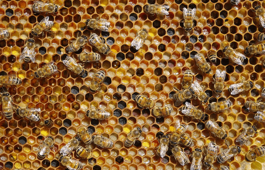 Added Pollen Honey | Honey For Hayfever