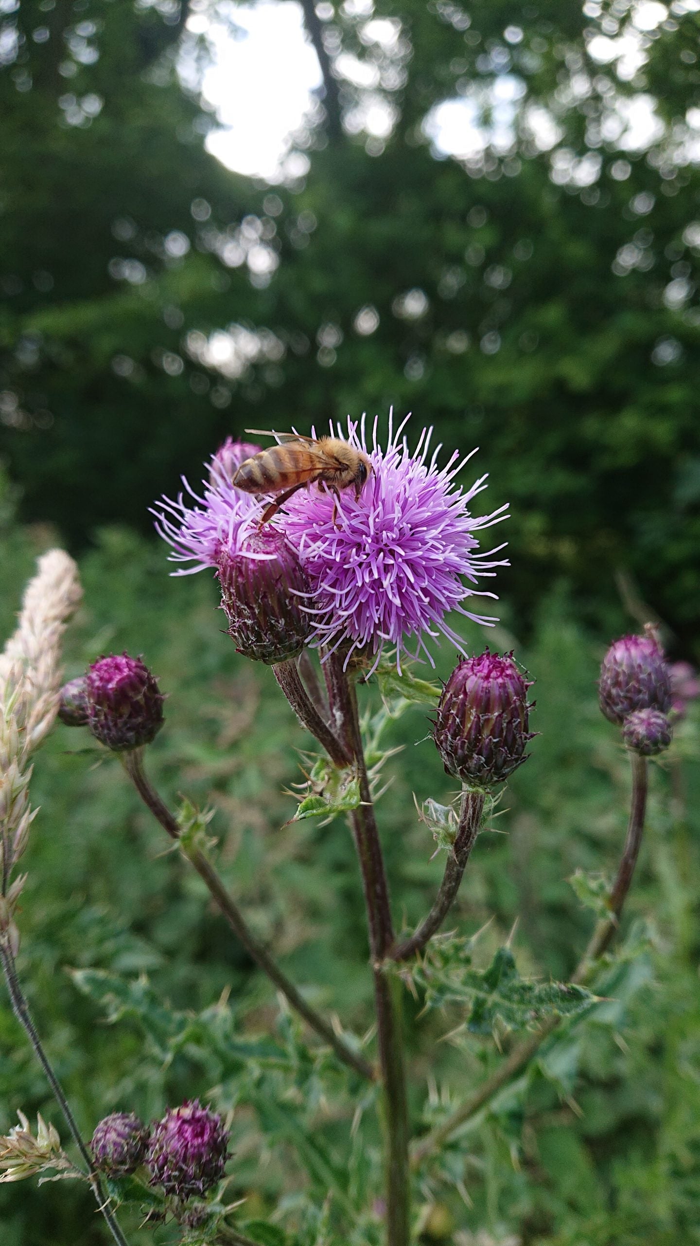 Runny | Summer Wildflower Honey