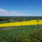 Seabanks cold-pressed Rapeseed Oil