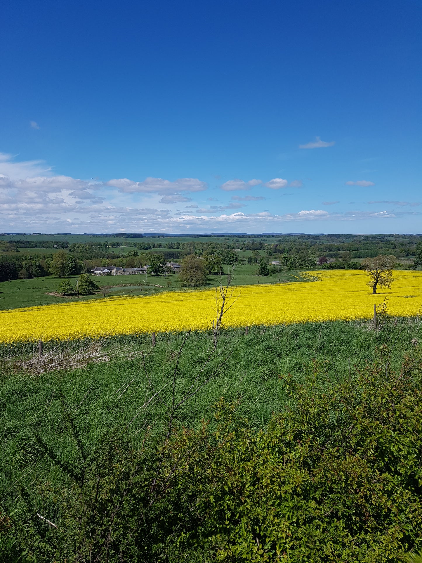 Seabanks cold-pressed Rapeseed Oil