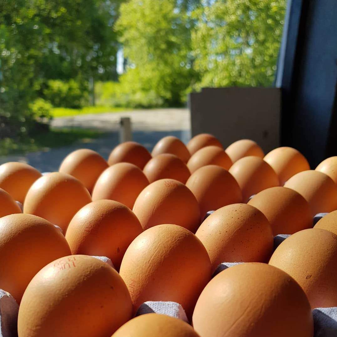 A Tray of Free Range Eggs (30)